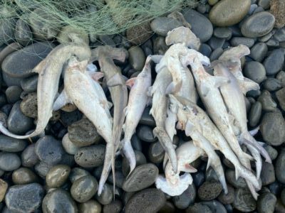 Nouvelles informations sur la pêche des requins de récif et marteaux à La Réunion Nouvelles informations sur la pêche des requins de récif et marteaux à La Réunion